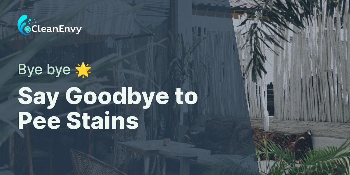Pee Stain Removal A StepbyStep Guide Clean Envy
